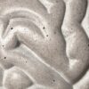 Cerveau Gray matters serre livres