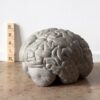 Cerveau Gray matters serre livres