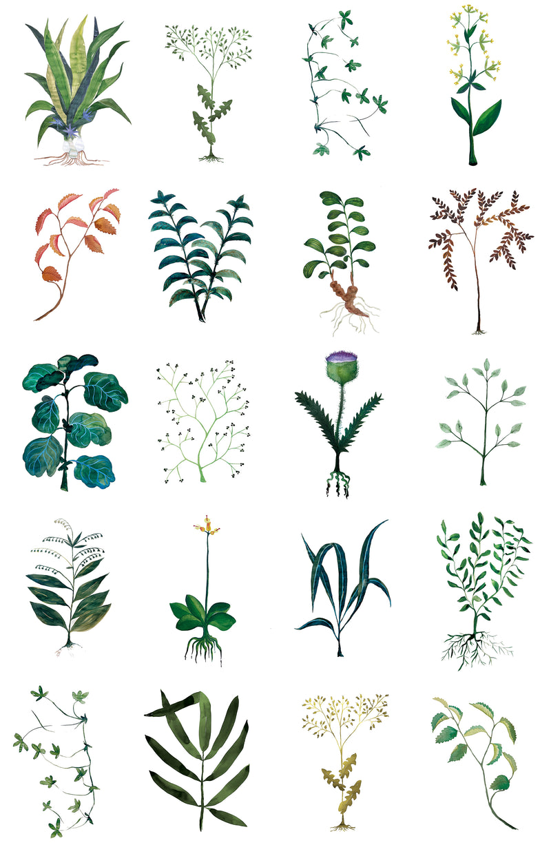Papier peint design Herbarium par Cécile Figuette x Bien fait Paris