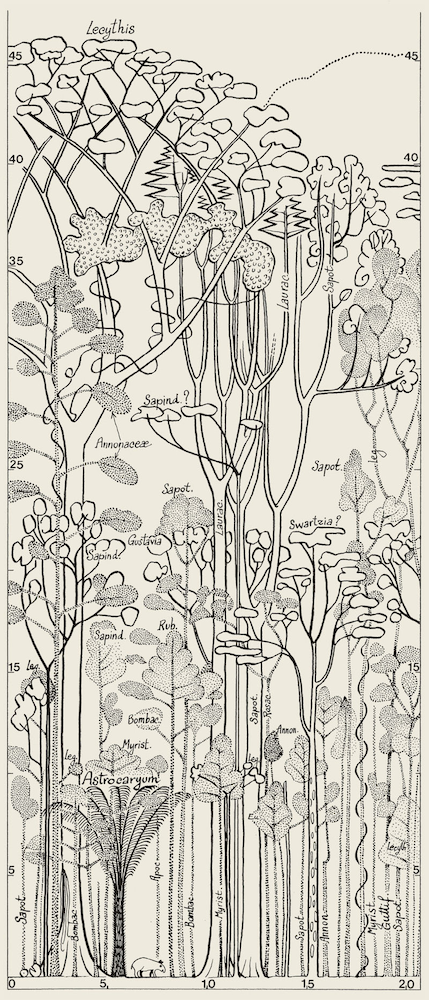 Papier peint design Francis Hallé par Bien fait Paris
